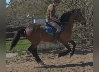 Frison Croisé, Hongre, 5 Ans, 157 cm, Bai brun