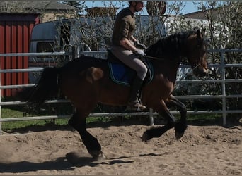 Frison Croisé, Hongre, 5 Ans, 157 cm, Bai brun