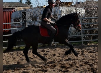 Frison Croisé, Hongre, 5 Ans, 157 cm, Bai brun foncé