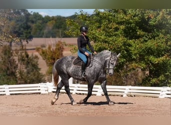 Frison Croisé, Hongre, 5 Ans, 157 cm, Gris