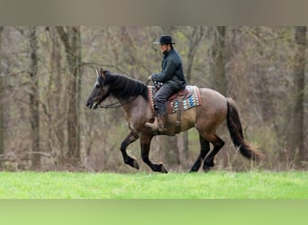 Frison Croisé, Hongre, 5 Ans, 157 cm, Grullo