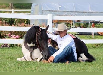 Frison Croisé, Hongre, 5 Ans, 157 cm, Noir