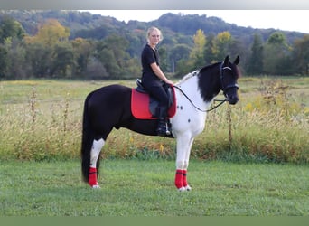 Frison Croisé, Hongre, 5 Ans, 157 cm, Noir