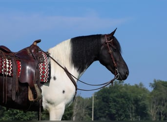 Frison Croisé, Hongre, 5 Ans, 157 cm, Noir
