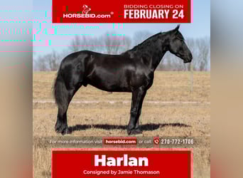 Frison Croisé, Hongre, 5 Ans, 157 cm, Noir