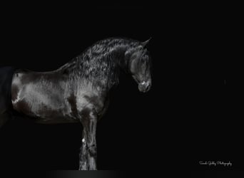 Frison, Hongre, 5 Ans, 157 cm, Noir