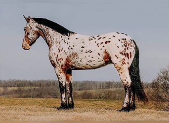 Frison, Hongre, 5 Ans, 160 cm, Bai cerise