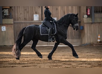 Frison, Hongre, 5 Ans, 160 cm, Noir