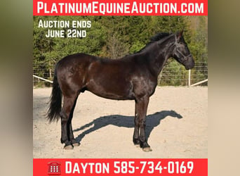 Frison, Hongre, 5 Ans, 160 cm, Noir