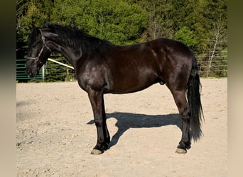Frison, Hongre, 5 Ans, 160 cm, Noir