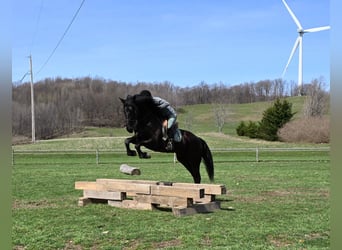 Frison, Hongre, 5 Ans, 160 cm, Noir