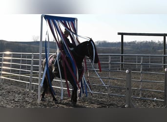 Frison, Hongre, 5 Ans, 160 cm, Noir