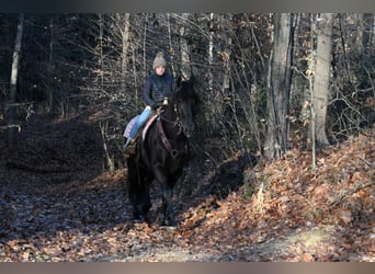 Frison, Hongre, 5 Ans, 160 cm, Noir