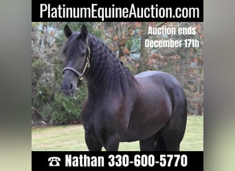 Frison, Hongre, 5 Ans, 160 cm, Noir