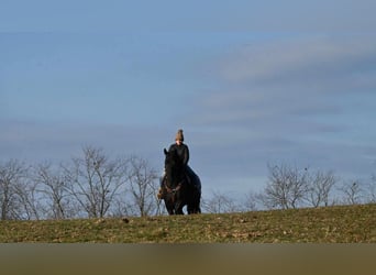 Frison, Hongre, 5 Ans, 160 cm, Noir