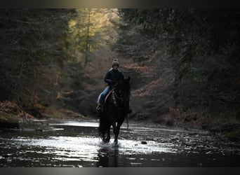 Frison, Hongre, 5 Ans, 160 cm, Noir