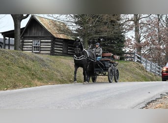 Frison, Hongre, 5 Ans, 160 cm, Noir