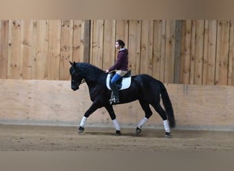 Frison, Hongre, 5 Ans, 160 cm, Noir