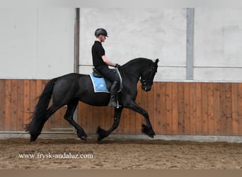 Frison, Hongre, 5 Ans, 161 cm, Noir