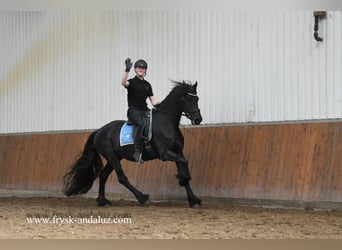 Frison, Hongre, 5 Ans, 161 cm, Noir