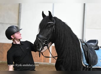 Frison, Hongre, 5 Ans, 161 cm, Noir