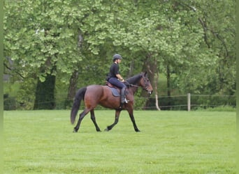Frison, Hongre, 5 Ans, 163 cm, Bai brun