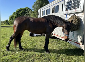 Frison, Hongre, 5 Ans, 163 cm, Bai brun