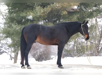 Frison Croisé, Hongre, 5 Ans, 163 cm, Bai cerise