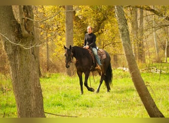 Frison, Hongre, 5 Ans, 163 cm, Bai cerise