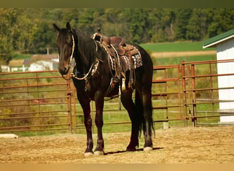 Frison, Hongre, 5 Ans, 163 cm, Bai cerise