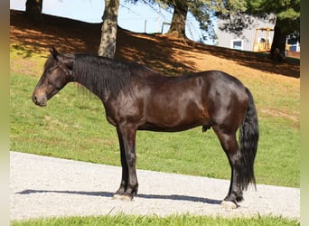 Frison, Hongre, 5 Ans, 163 cm, Bai cerise