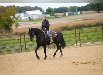 Frison, Hongre, 5 Ans, 163 cm, Bai cerise