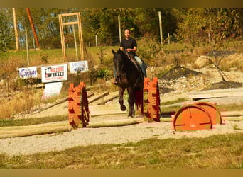 Frison, Hongre, 5 Ans, 163 cm, Bai cerise