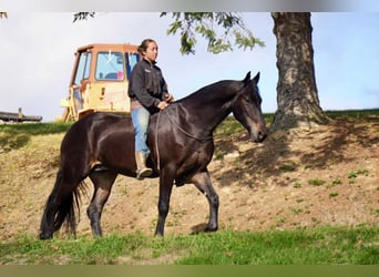 Frison, Hongre, 5 Ans, 163 cm, Bai cerise