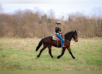Frison, Hongre, 5 Ans, 163 cm, Bai cerise