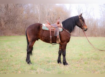 Frison, Hongre, 5 Ans, 163 cm, Bai cerise