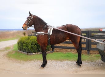 Frison, Hongre, 5 Ans, 163 cm, Bai cerise