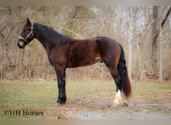 Frison, Hongre, 5 Ans, 163 cm, Bai cerise
