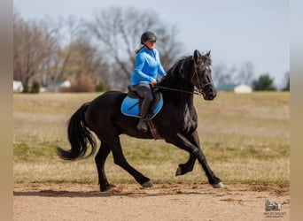 Frison Croisé, Hongre, 5 Ans, 163 cm, Noir