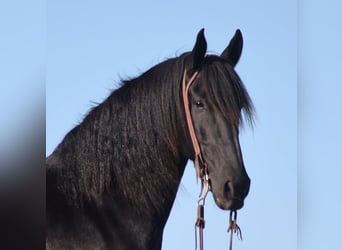 Frison, Hongre, 5 Ans, 163 cm, Noir