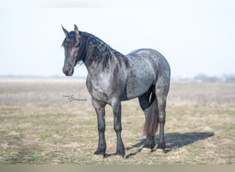 Frison, Hongre, 5 Ans, 163 cm, Rouan Bleu