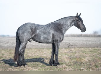 Frison, Hongre, 5 Ans, 163 cm, Rouan Bleu