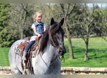 Frison Croisé, Hongre, 5 Ans, 163 cm, Rouan Bleu