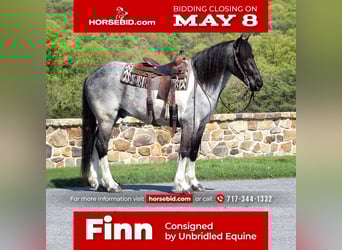 Frison Croisé, Hongre, 5 Ans, 163 cm, Rouan Bleu