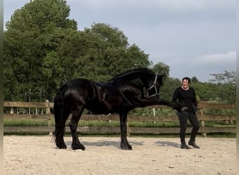 Frison, Hongre, 5 Ans, 164 cm, Noir