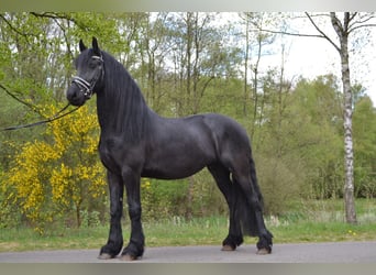 Frison, Hongre, 5 Ans, 164 cm, Noir
