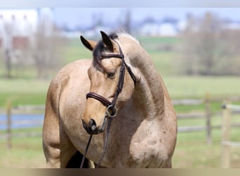 Frison Croisé, Hongre, 5 Ans, 165 cm, Buckskin