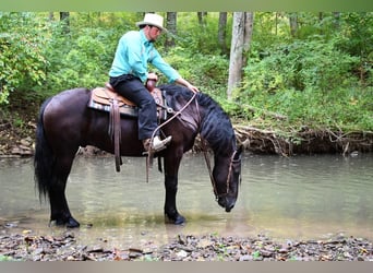 Frison, Hongre, 5 Ans, 165 cm, Noir