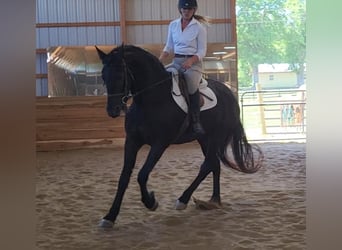 Frison, Hongre, 5 Ans, 165 cm, Noir