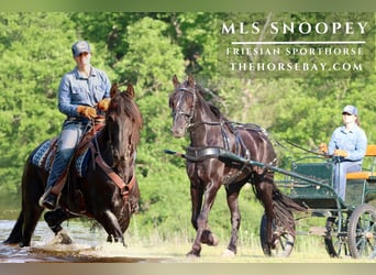 Frison, Hongre, 5 Ans, 165 cm, Noir